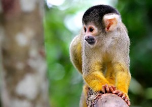 monkey land