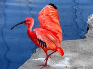 scarlet ibis flamingo pose